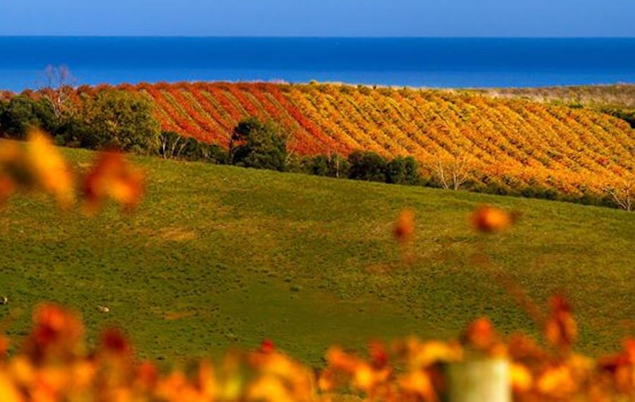 McLaren Vale image
